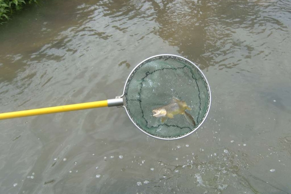 elektrofischen-20110717-1214914237FFE78EA3-5712-79F7-BF26-E870AF7B963A.jpg